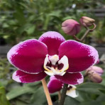 Phalaenopsis Ox Bordeaux B S